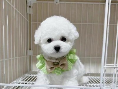 比熊犬（了解比熊犬的性格和养护方法，为家庭带来快乐与幸福）
