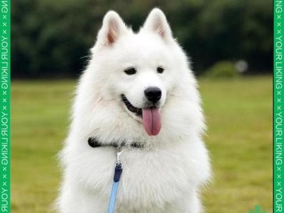 萨摩耶的寿命有多长？（探究萨摩耶犬寿命的因素和预期寿命）