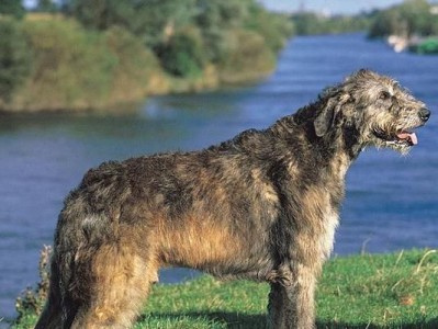 追寻王者之犬——盘点10种超帅气的獒犬（揭秘獒犬世界的王者之选，你心中的獒犬之王是哪一种？）