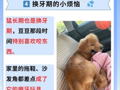 如何合理地给奶狗剃毛（以奶狗剃毛多久为主题的养护指南）