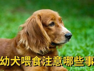 金毛犬孕期的注意事项（宠爱无忧，健康孕期）