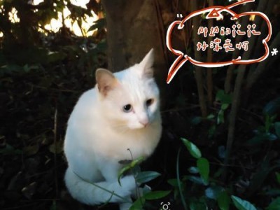 蓝眼白猫的历史与特点（揭秘蓝眼白猫的聋子传说）