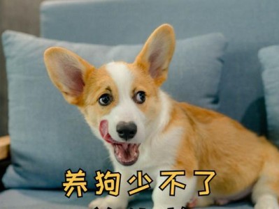 狗身上的细菌是什么？（探索你的毛茸伙伴背后隐藏的微生物世界）