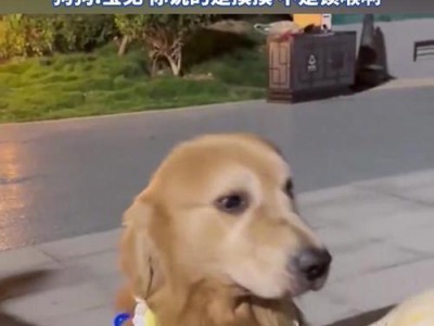 狗狗最喜欢和不喜欢被摸摸的地方是哪里？（揭秘狗狗的喜好与厌恶，让你更懂它的需要）