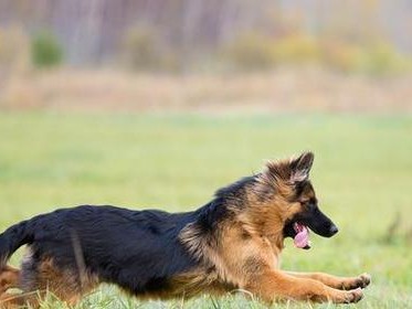 德国牧羊犬的寿命（探秘德牧的长寿之道，了解德国牧羊犬的寿命。）
