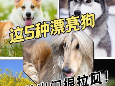 狗什么时候可以带出去？（探究狗狗遛出门的合适时间）