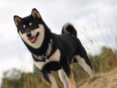 布鲁塞尔粗毛猎犬的饲养方法（了解宠物需求，打造健康生活）
