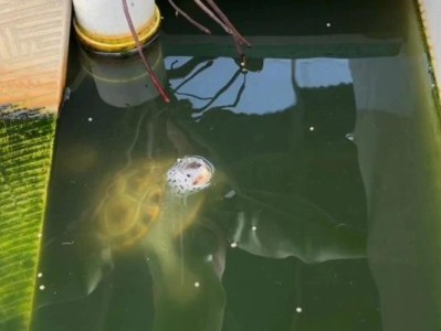 养钻纹龟所需设备一览（满足钻纹龟健康成长的设备及关键要素）