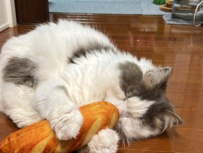 苏格兰折耳猫的日常饮食习惯（探索苏格兰折耳猫的饮食习惯及营养需求）