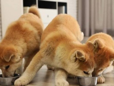 三个月以下狗狗的零食选择（为你的小狗提供健康美味的食物）