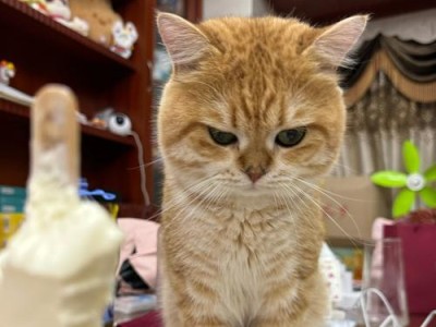 小猫三个月内的饮食需求（探究小猫成长期的饲养技巧）