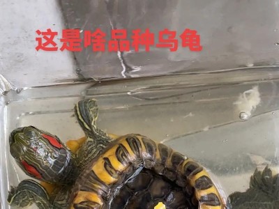 最美的龟类品种（探寻世界上最迷人的龟类品种）