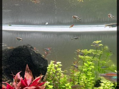 以水草为主的养殖方式及其营养特点（探究水草养殖中的营养需求和生态优势）