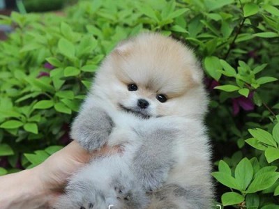 选择优秀的小博美幼犬（博美犬价格一览，了解如何挑选优质幼犬）