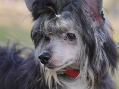中国冠毛犬（了解中国冠毛犬的独特魅力及高昂价格）