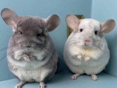 龙猫合笼时间及注意事项（探讨龙猫合笼的时间和方法，了解养龙猫的注意事项）