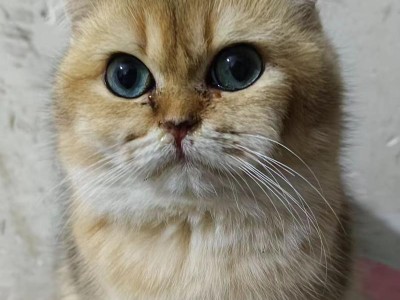 猫咪健康关注（了解猫咪猫鼻支炎的相关信息，及早预防和治疗）