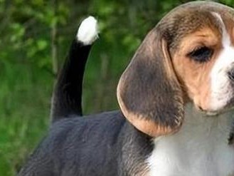 比格犬训练的关键要点（掌握正确的训练方法，培养听从性和性）