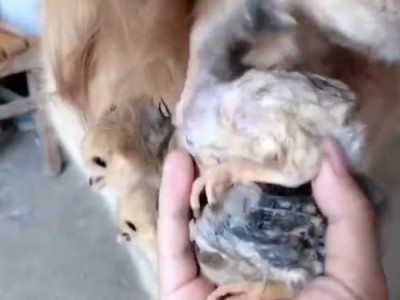 如何合理判断和调节狗狗的进食量和速度（科学方法让狗狗健康饮食）