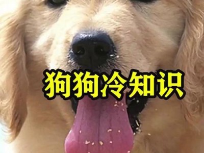 狗狗的50个冷知识（从狗狗的行为到健康，了解这些你就是个合格的养狗人！）