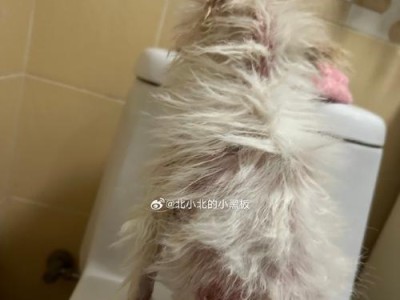 博美皮肤病（了解博美皮肤病的症状与治疗方法，让你的宠物健康快乐）
