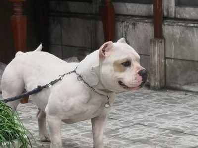 揭秘恶霸犬的杂交之谜（探寻恶霸犬的混血亲源及特征）