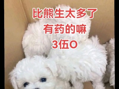 小狗多久能抱？解读宝宝犬抱起时间（宝宝犬成长曲线中的关键节点）