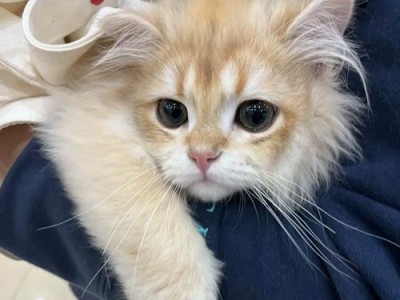 选择适合猫咪的三联好牌（为爱宠找到最合适的猫咪三联好牌粮食）