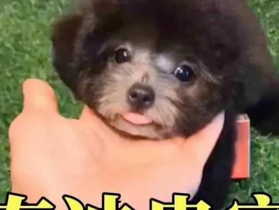 如何分辨泰迪犬的纯种与杂种？（从哪些方面可以辨别泰迪犬的纯度与品种？）