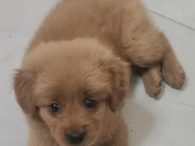 金毛狗狗两个月吐的原因及应对方法（金毛狗狗两个月吐的常见原因和预防措施）