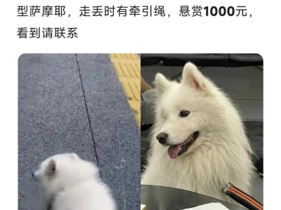 迷失的狗狗如何寻找主人？（系好牵引绳是保护狗狗的第一步）