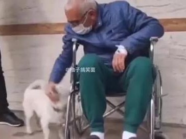 为什么狗会跟着陌生人？（探索狗狗对陌生人的情感与行为）