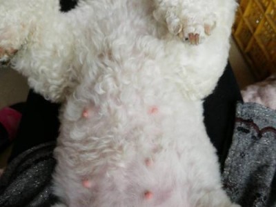 比熊犬感染虫子的表现及预防方法（了解比熊犬感染虫子的迹象，保护它们的健康）
