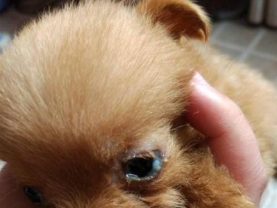 揭秘狗狗眼屎大坨的原因（狗狗为什么会有大坨眼屎？如何解决？）