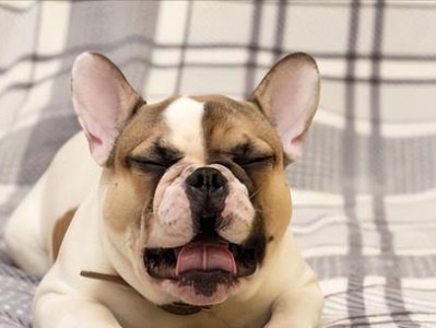 如何饲养好法国斗牛犬幼犬（健康饮食与护理的关键）