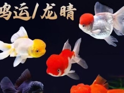 金鱼的品种与特点（探索金鱼世界，了解十二种常见金鱼的魅力）