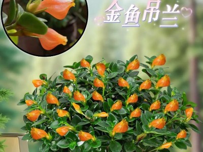 小金鱼水质的好坏对养殖成功至关重要（喂养小金鱼的关键之一——正确养水，为金鱼提供良好生活环境）