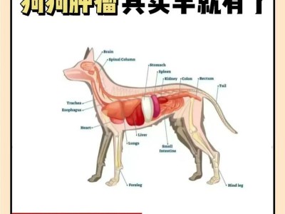 狗狗的常见肿瘤及早期重视的重要性（了解常见肿瘤种类，保护你的爱犬健康）