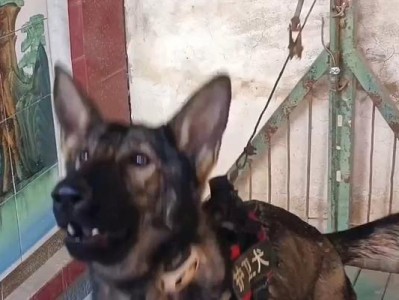 东德牧羊犬与西德牧羊犬（探究东德牧羊犬和西德牧羊犬的区别，了解其适应性与训练能力）