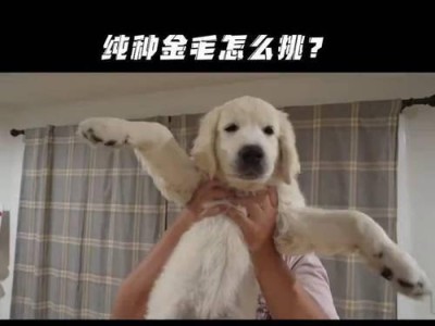金毛犬的饲养指南（新手如何喂养和照顾金毛犬）
