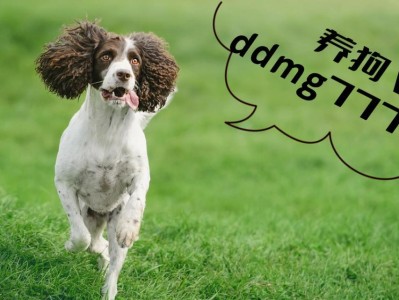 威尔士史宾格犬的饲养指南（从幼犬到成年犬，如何养护你的威尔士史宾格犬）
