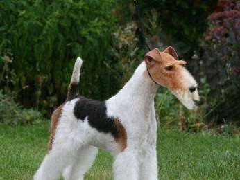 如何科学饲养刚毛猎狐梗（科学养犬，让爱宠更健康）