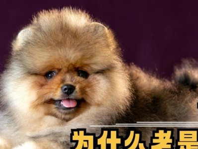 博美犬3个月成长全指南（关注博美犬的成长需注意的关键时期及问题）