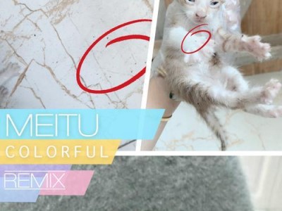 猫身上跳蚤的奥秘（探索猫为什么常常张跳蚤的原因及其危害）