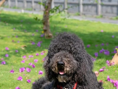 贵宾犬的寿命（探索贵宾犬的寿命及健康秘诀）