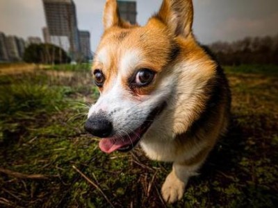 探索罗威纳犬的特点与魅力（了解罗威纳犬的性格、训练和护理技巧）