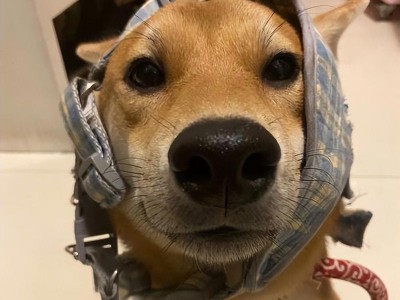 狗狗为什么会全身发抖？（了解狗狗发抖的原因与解决办法）
