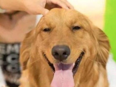 养金毛，你能接受这几个方面吗？（了解金毛的性格、生活习性和训练需求）