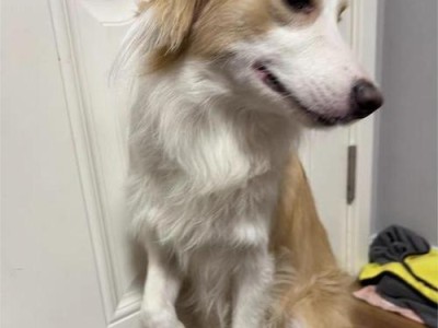 边牧太瘦该吃什么？——养胖边牧犬的饮食指南（边牧犬体重管理的关键饮食要素和方法）