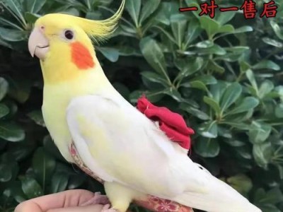 玄凤鹦鹉的寿命及养护（玄凤鹦鹉的寿命、养护要点以及延长寿命的方法）